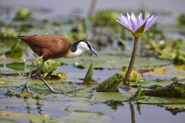 Blaustirn-Blatthühnchen / African jacana (Actophilornis africanus)