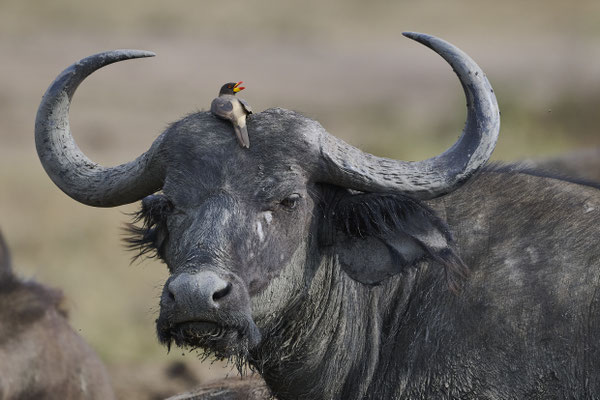 Afrikanischer Büffel / Cape buffalo (Syncerus caffer) - Madenhackerstare / Oxpecker (Buphagus)
