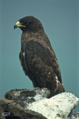 Galapagos Hawk - Galapagos, Ecuador - 2995