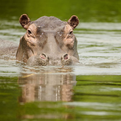 Flusspferd / Hippopotamus  (Hippopotamus amphibius)