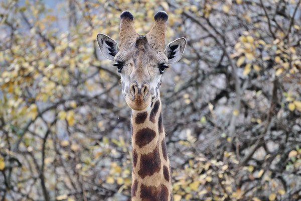 Massai-Giraffe /Masai giraffe (Giraffa tippelskirchi)
