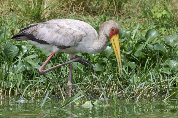 Nimmersatt / Yellow-billed stork (Mycteria ibis)