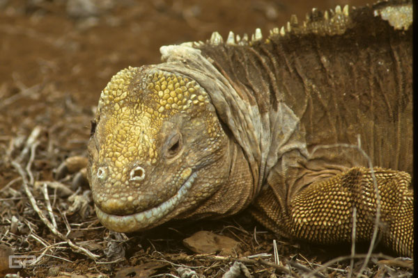 Galapagos Land Iguana (Conolophus subcristatus) - Galapagos, Ecuador - 1995