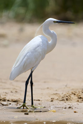 Seidenreiher / Little egret (Egretta garzetta)