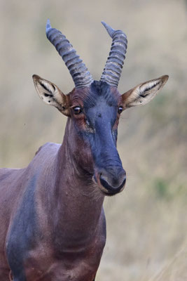 Tsessebe (Topi) / Common tsessebe(Damaliscus lunatus) 