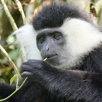 Mantelaffe oder Guereza / Mantled guereza (Colobus guereza)