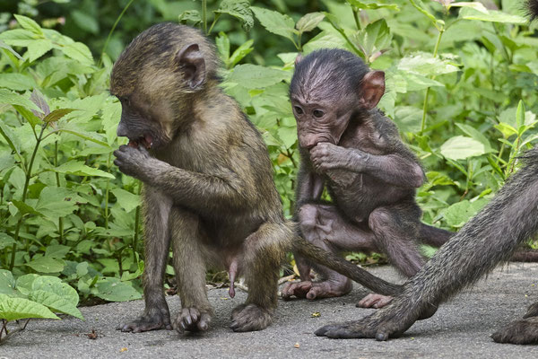 Anubispavian oder Grüner Pavian / Olive baboon (Papio anubis)
