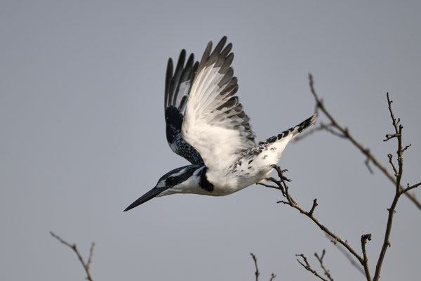 Graufischer / Pied kingfisher (Ceryle rudis)
