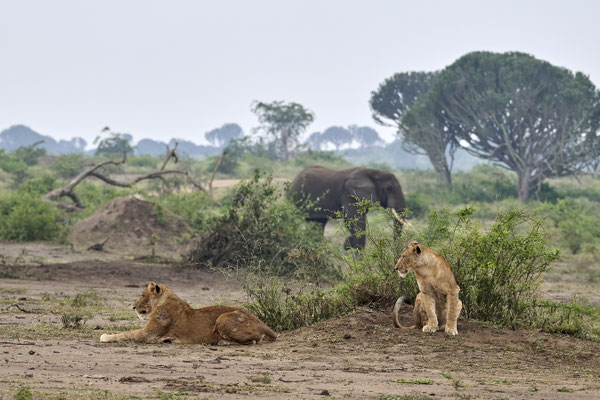 Löwe / Lion (Panthera panthera)