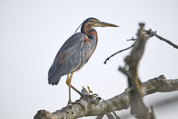 Purpurreiher / Purple heron (Ardea purpurea)
