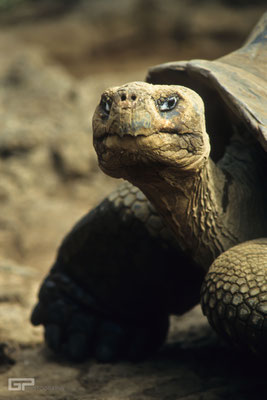 Galápagos giant tortoise- Galapagos, Ecuador - 1995