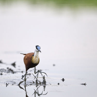 Blaustirn-Blatthühnchen / African jacana (Actophilornis africanus)