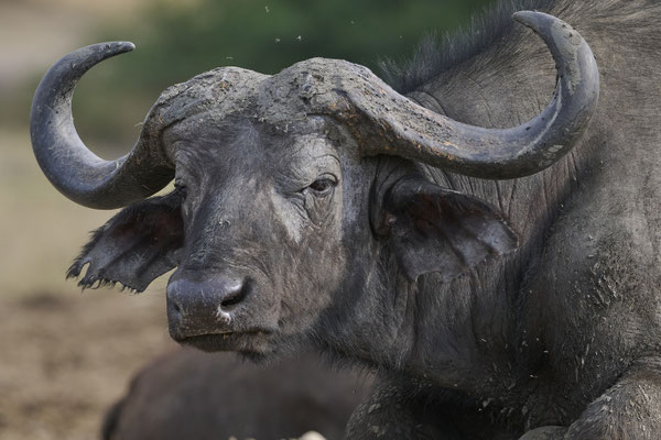 Afrikanischer Büffel / Cape buffalo (Syncerus caffer)