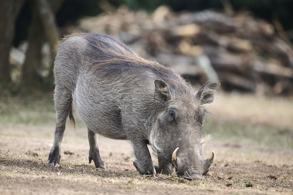 Warzenschwein / Common warthog (Phacochoerus africanus)