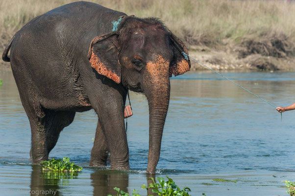 Young elephant bathing in the Rapti river, Chitwan National Park, Nepal, 2013