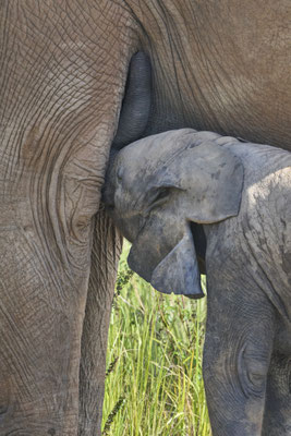 Afrikanische Savannen-Elefant / African savanna elephant (Loxodonta africana)