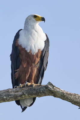 Schreiseeadler / African fish eagle (Icthyophaga vocifer)