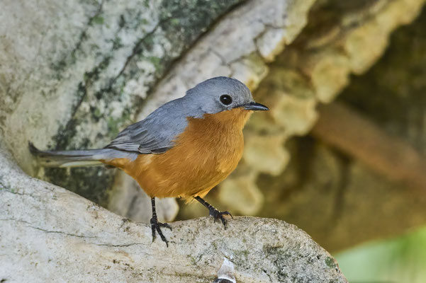 Silberschnäpper / Silverbird (Empidornis semipartitus)
