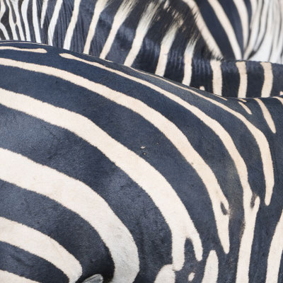 Steppenzebra / Plains zebra (Equus quagga) 