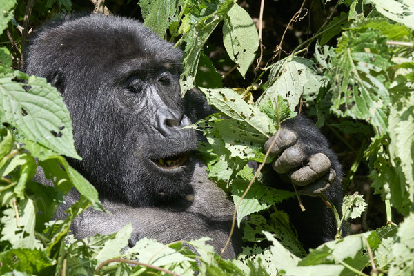 Berggorilla / Mountain gorilla (Gorilla beringei beringei)