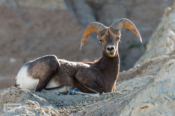 Bighorn Sheep - Badlands National Park - South Dakota - 2016
