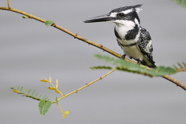 Graufischer / Pied kingfisher (Ceryle rudis)