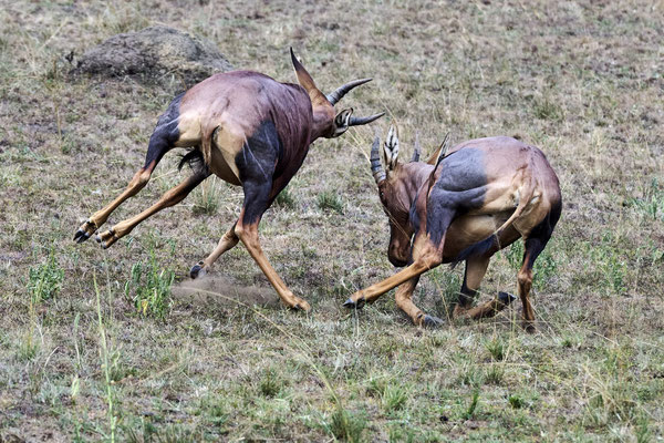 Tsessebe (Topi) / Common tsessebe(Damaliscus lunatus)