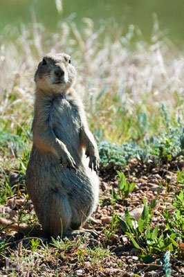 Praire Dog - Custer State Park - South Dakota - 2016