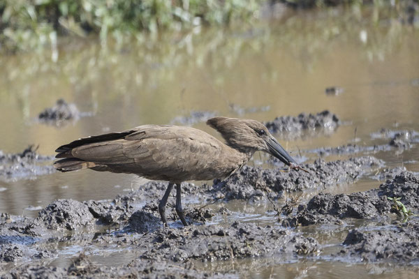 Hammerkopf / Hamerkop (Scopus umbretta)