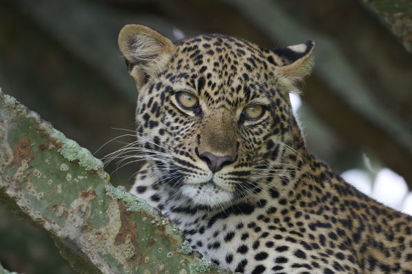 Leopard / Leopard (Panthera pardus) auf einer Kandelaber-Wolfsmilch (Euphorbia Candelabrum)