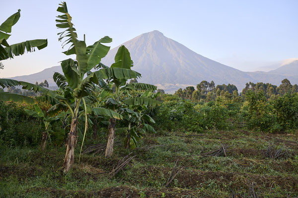 Muhabura Vulkan in den Virunga Bergen