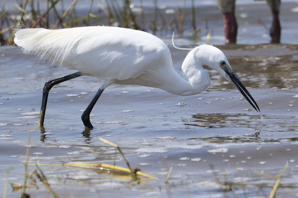 Seidenreiher / Little egret (Egretta garzetta)
