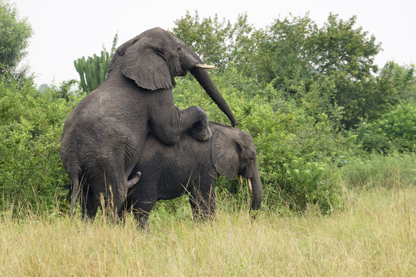 Afrikanische Savannen-Elefant / African savanna elephant (Loxodonta africana)