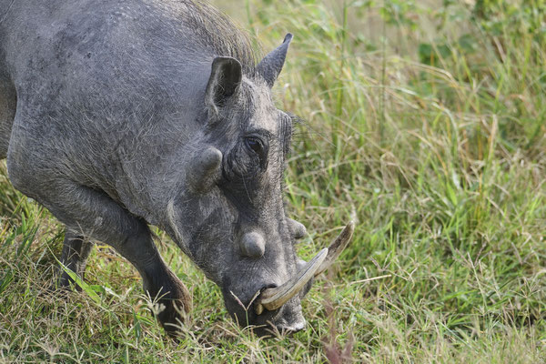 Warzenschwein / Common warthog (Phacochoerus africanus)