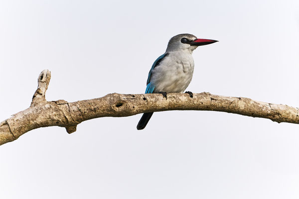 Mangrovenliest / Mangrove kingfisher (Halcyon senegaloides)