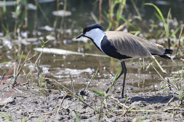 Spornkiebitz / Spur-winged lapwing or spur-winged plover (Vanellus spinosus)