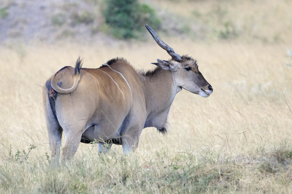 Elenantilope / Common eland (Taurotragus oryx)