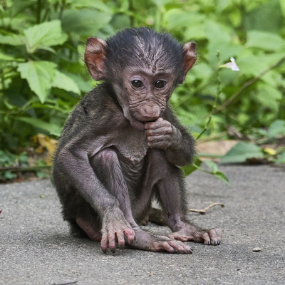 Anubispavian oder Grüner Pavian / Olive baboon (Papio anubis)