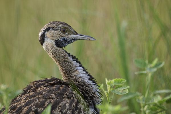 Schwarzbauchtrappe / Black-bellied bustard (Lissotis melanogaster)