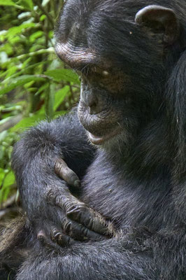 Schimpanse / Chimpanzee (Pan troglodytes)