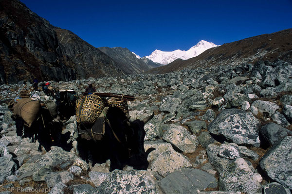 Yaks crossing our way