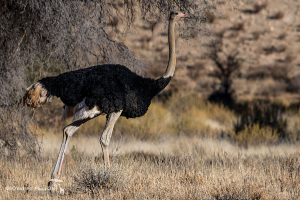 Male ostrich (Straussmännchen)