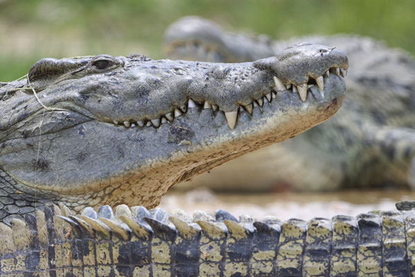 Nilkrokodil / Nile crocodile (Crocodylus niloticus)