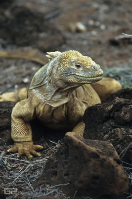 Galapagos Land Iguana (Conolophus subcristatus) - Galapagos, Ecuador - 1995