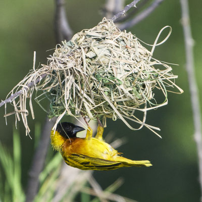 Schwarzkopfweber / Black-headed weaver or yellow-backed weaver (Ploceus melanocephalus