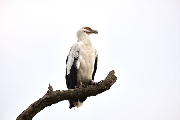 Palmengeier / Palm-nut vulture (Gypohierax angolensis)