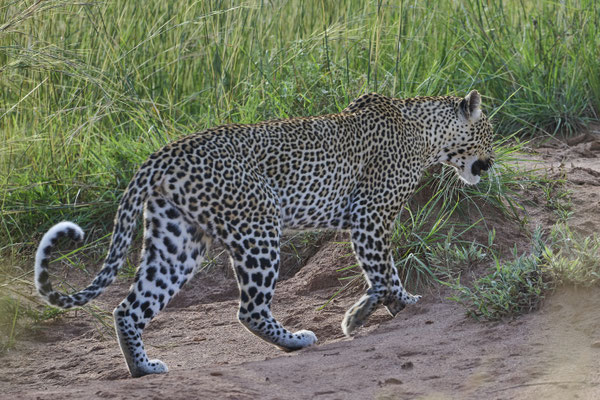 Leopard / Leopard (Panthera pardus)