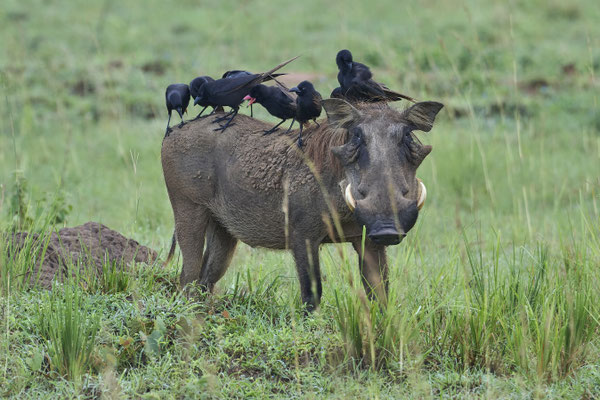 Warzenschwein / Common warthog (Phacochoerus africanus)