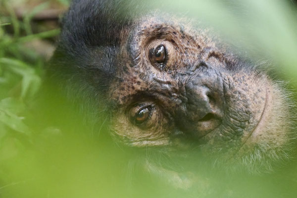 Schimpanse / Chimpanzee (Pan troglodytes)