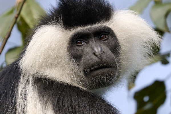 Mantelaffe oder Guereza / Mantled guereza (Colobus guereza)